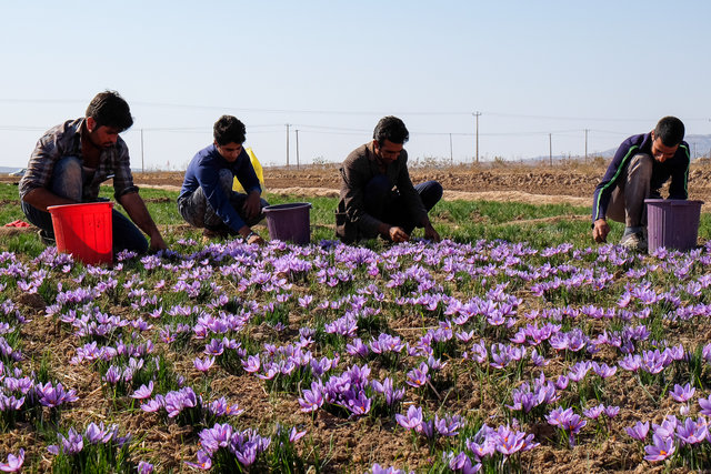 اقتصاد گردان اقتصاد گردان